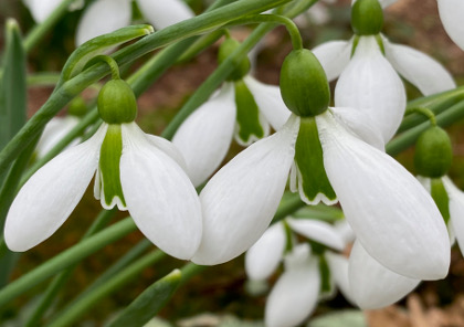 Galanthus 'Merlin'